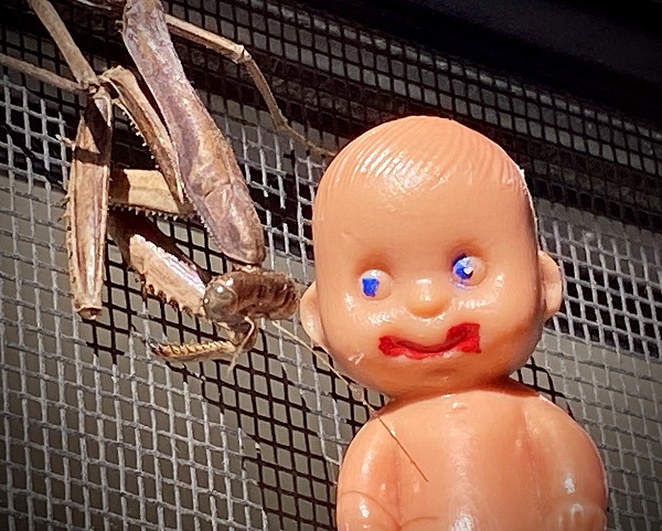 Brutus Baby with praying mantis